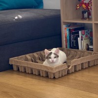 Photo of Snowey