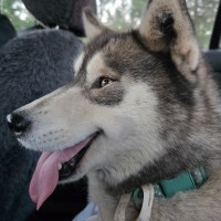 Photo of Nova