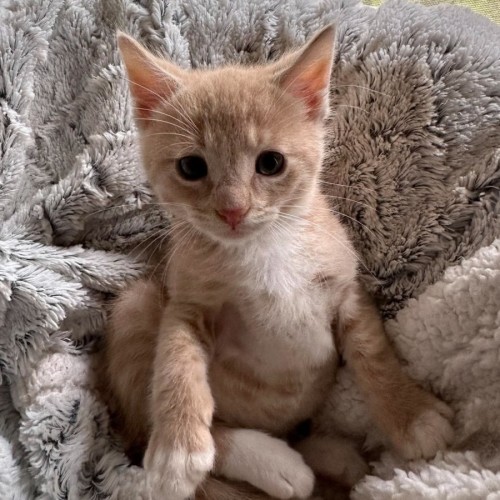 Oopsie - Domestic Short Hair (DSH) Cat