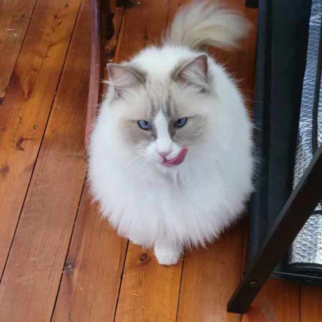 Photo of Sacha   9 Year Old Ragdoll