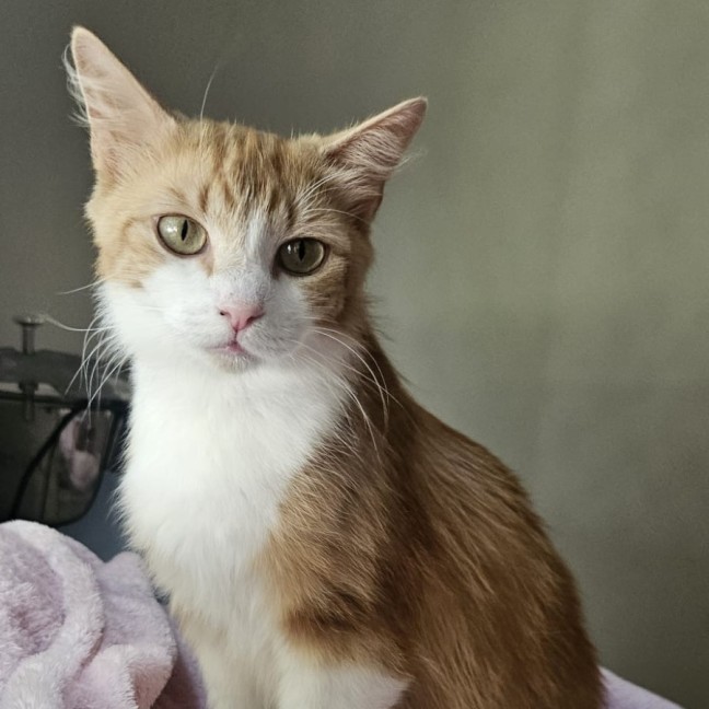 Photo of 💛 Goldie 💛