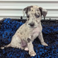 Photo of Woofie Goldberg