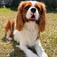 Photo of Charlie
