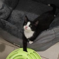 Photo of Penguin
