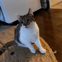 Photo of Cookie
