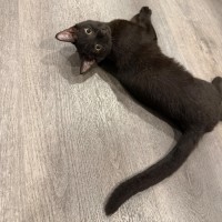 Photo of Berlioz