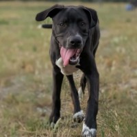 Photo of Chomp 