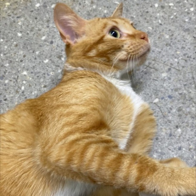 Photo of Sammy *9 Lives Project Rescue*