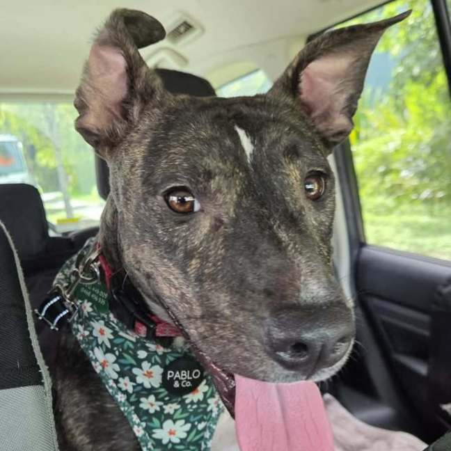 Photo of Kia