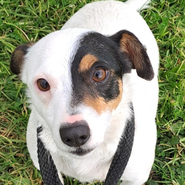 Photo of Chilli