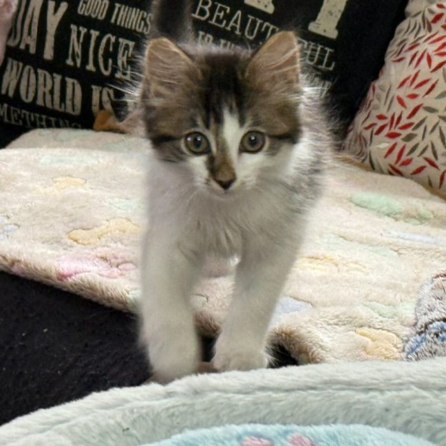 Photo of Mario ** 2nd Chance Cat Rescue**