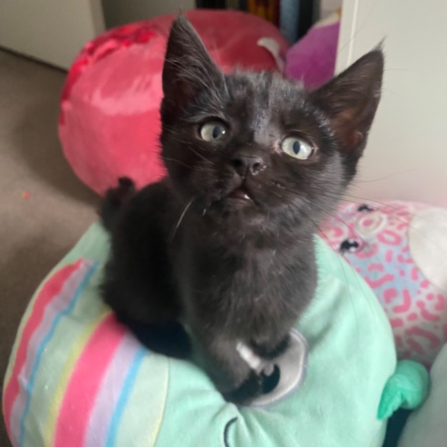 Photo of Hebe **2nd Chance Cat Rescue**