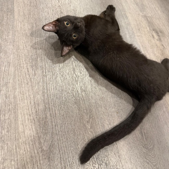 Photo of Berlioz