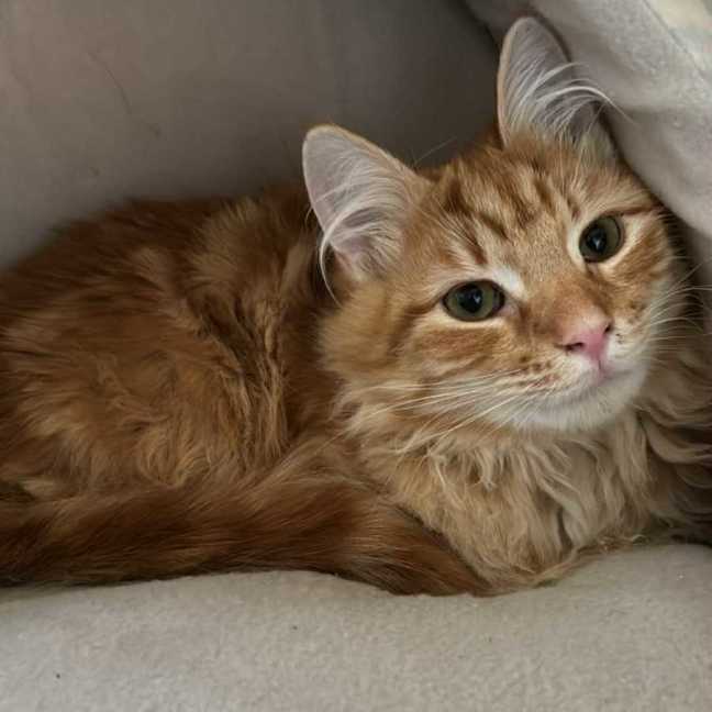 Photo of Officer Beanie Small Cat 🧡