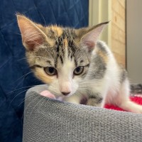 Photo of Dapple