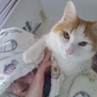 Photo of Mr Peaches (Assisted Rehome)
