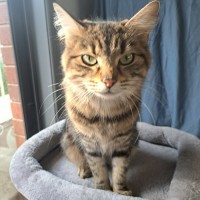 Photo of Milo (Located In Werribee)