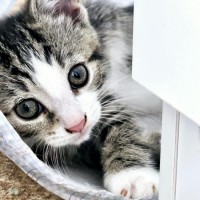 Photo of 🐱 Georgie 🐱