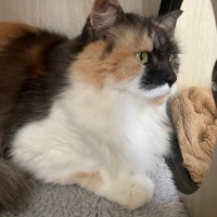 Photo of C1402 Letty