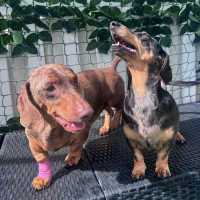 Photo of Arlo &  Minnie