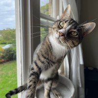 Photo of Loki