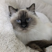 Photo of 🎀 Cleo 6172 🎀