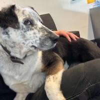 Photo of Kung Fu Panda 