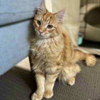 Photo of Officer Beanie Small Cat 🧡