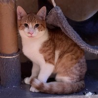 Photo of Lentil 