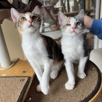 Photo of Marmalade & Honey