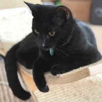 Photo of Noctis