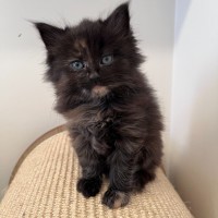 Photo of C1473 Gemma