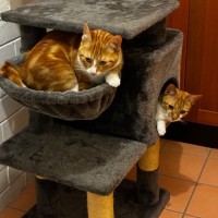 Photo of Benji And Thor