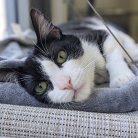 Photo of 🥇 Vesper 5199 🥇