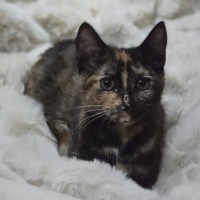 Photo of Bloom (Located In Wantirna South)