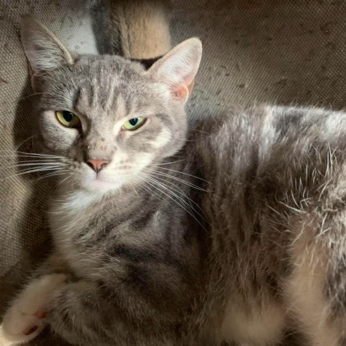 Peanut - Domestic Short Hair (DSH) Cat