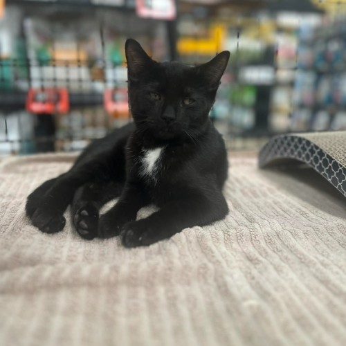 Peaches - Domestic Short Hair (DSH) Cat