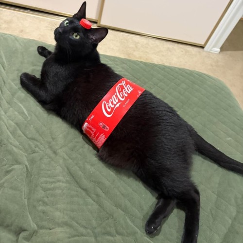 Marcel - Siamese x Domestic Short Hair (DSH) Cat