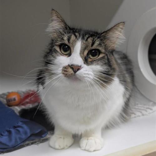 🩵 Mocha 6980 🩵 - Domestic Medium Hair (DMH) Cat