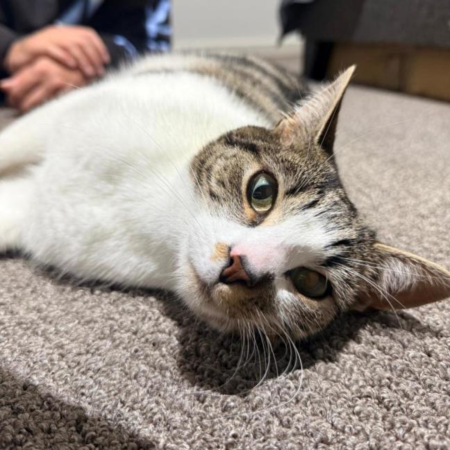 Photo of Blaze
