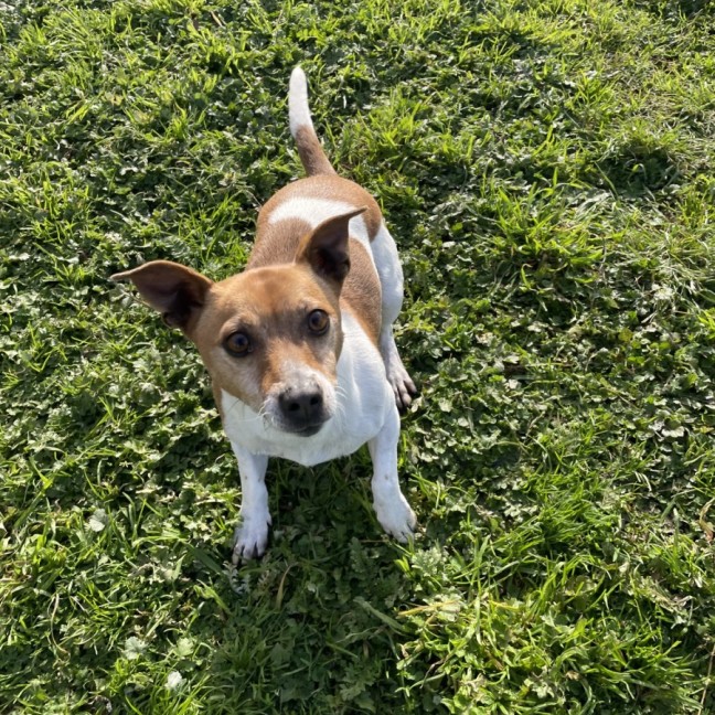 Photo of Ollie