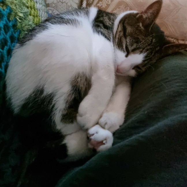 Photo of Molly