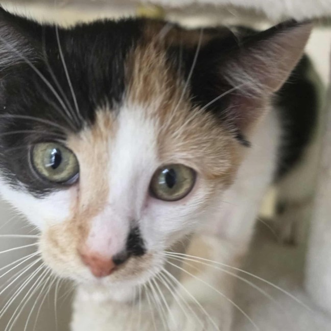 Photo of Apple   In Foster Care In Healsville