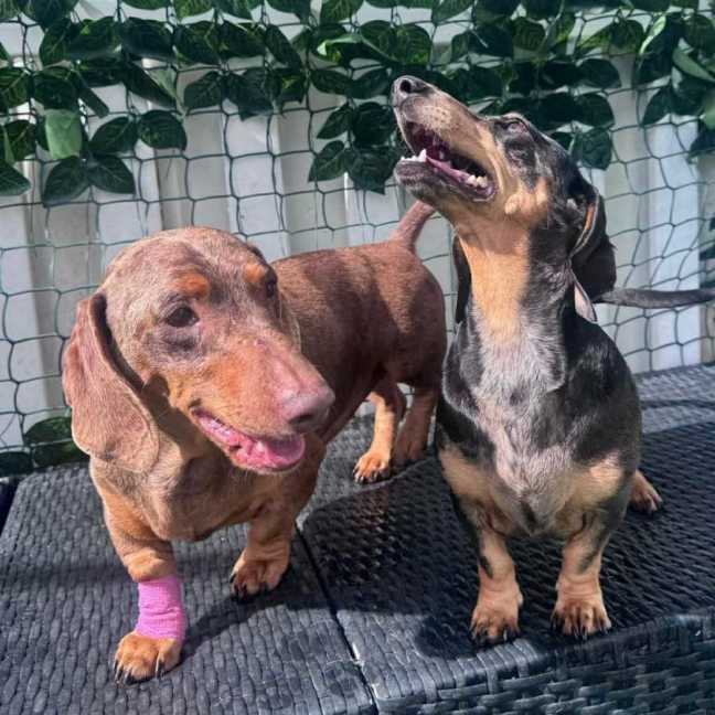 Photo of Arlo &  Minnie