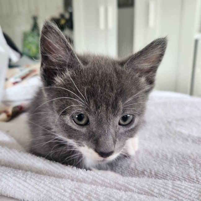 Photo of Grumpy