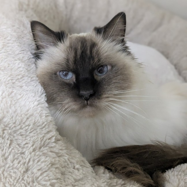 Photo of 🎀 Cleo 6172 🎀