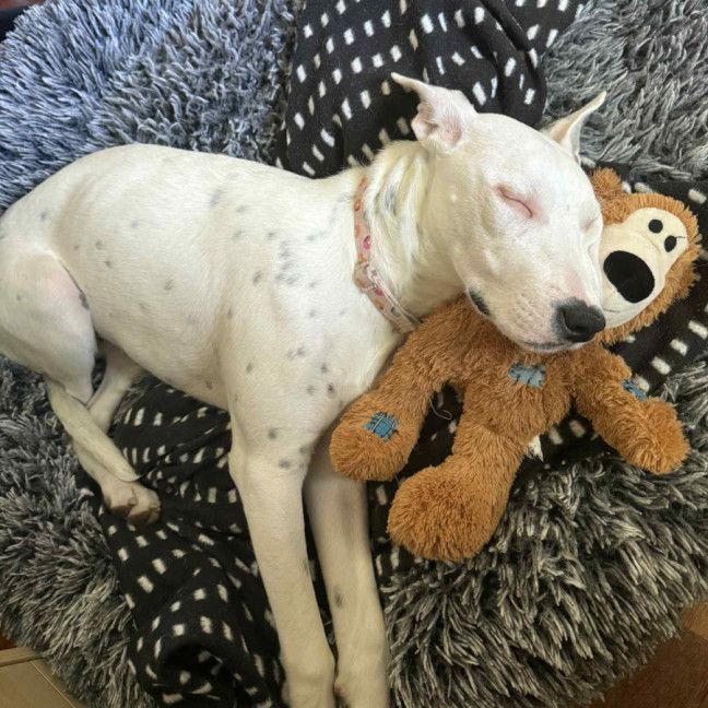 Photo of Dolly🌺8 Month, Cattle Dog X (On Trial 4/11/25)