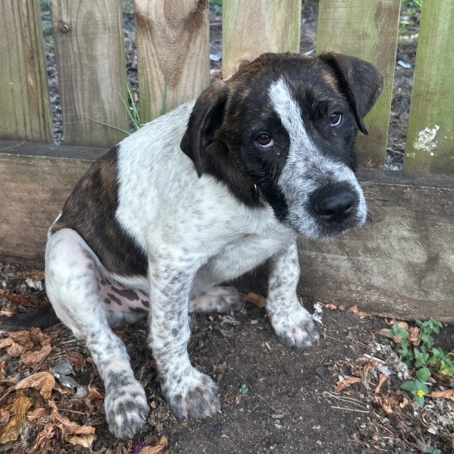 Photo of Clumsy Smurf