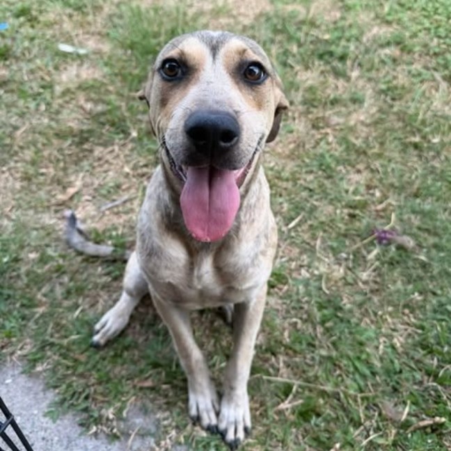 Photo of Poppy