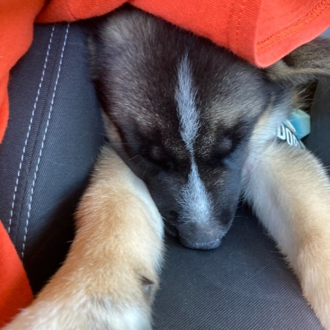 Photo of Brie Bear 